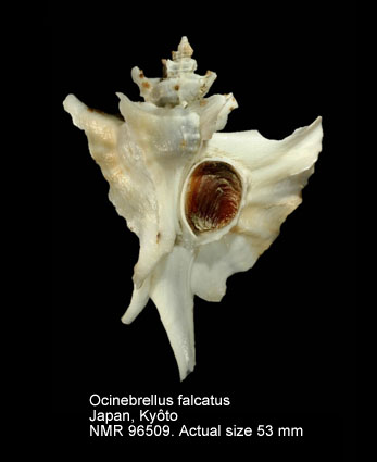 Ocinebrellus falcatus (7).jpg - Ocinebrellus falcatus(G.B.Sowerby,1834)